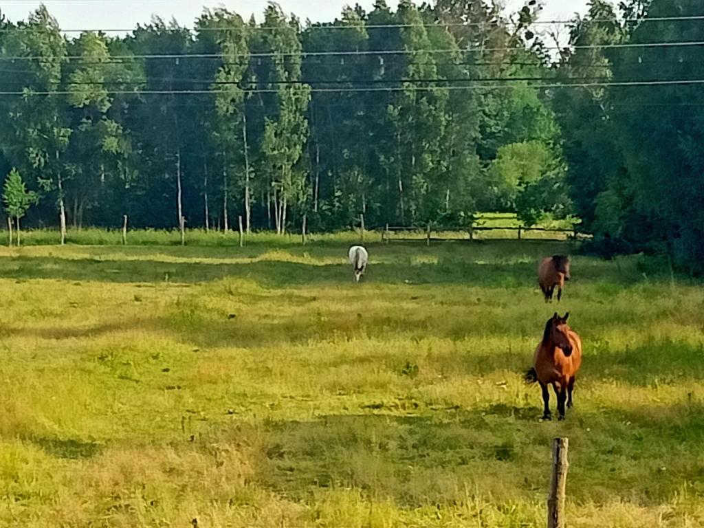 Konie na łące - Sosnowa Polana Białowieża