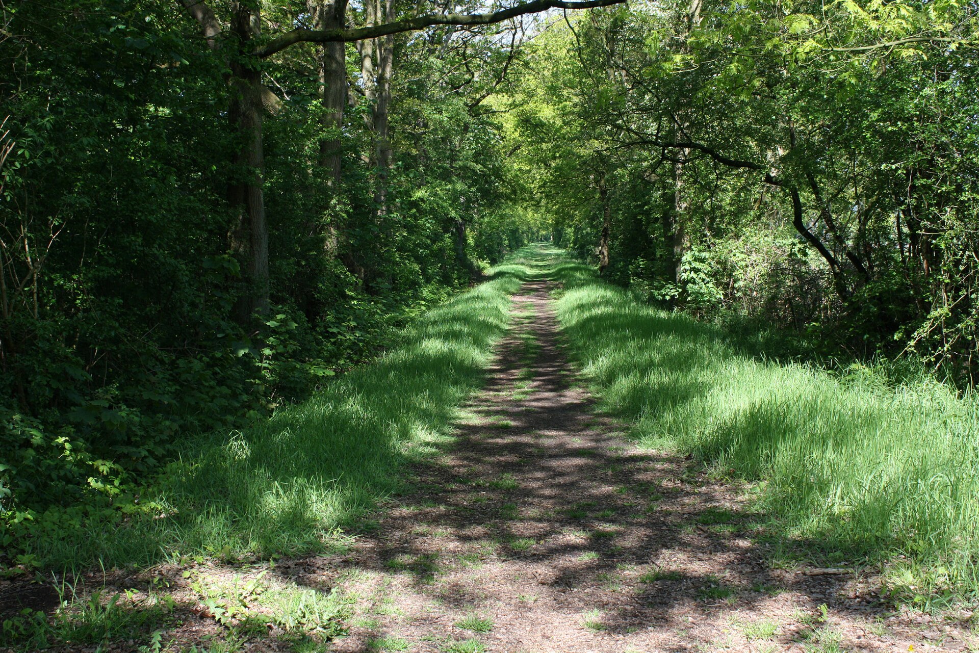 Kompletny przewodnik po Białowieży – co zobaczyć, gdzie spać i jak zaplanować wyjazd - Sosnowa Polana Białowieża